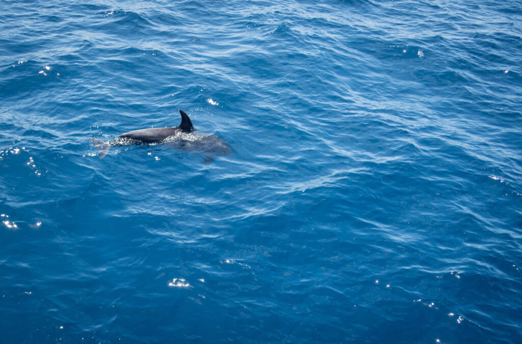 Emerging Trends in Dolphin Radar Research