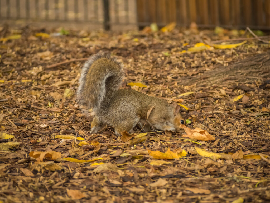 Where Are Chipmunk Droppings Commonly Found?