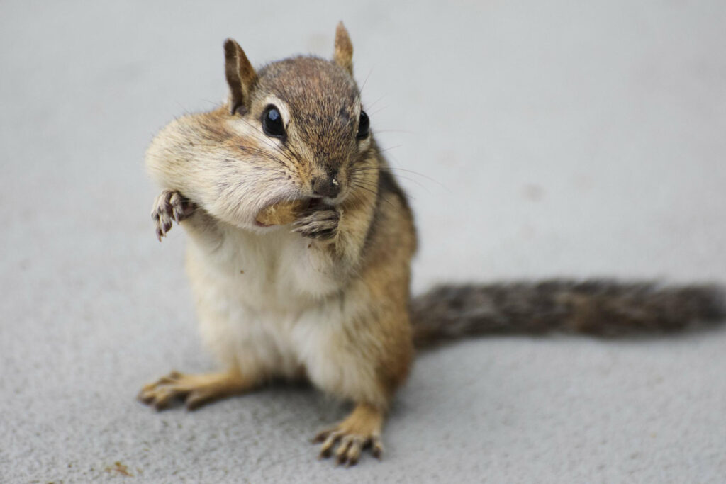 Signs of a Chipmunk Infestation